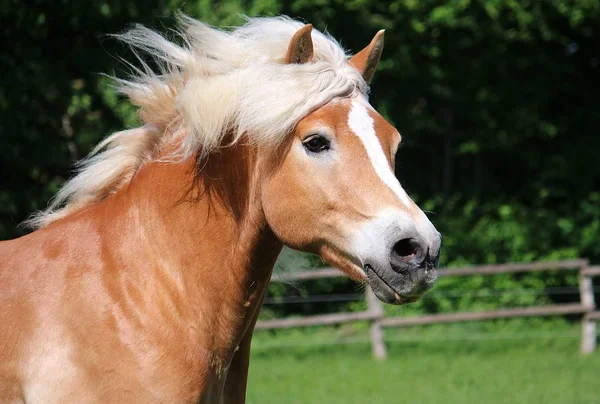 Hermoso Haflinger Caballo Cabeza Retrato Mientras Está Corriendo Paddock —  Fotos de Stock