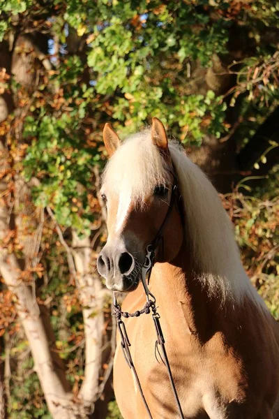 秋の森の美しい Haflinger 馬の肖像画 — ストック写真