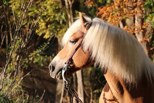 秋の森の美しい Haflinger 馬の肖像画 — ストック写真