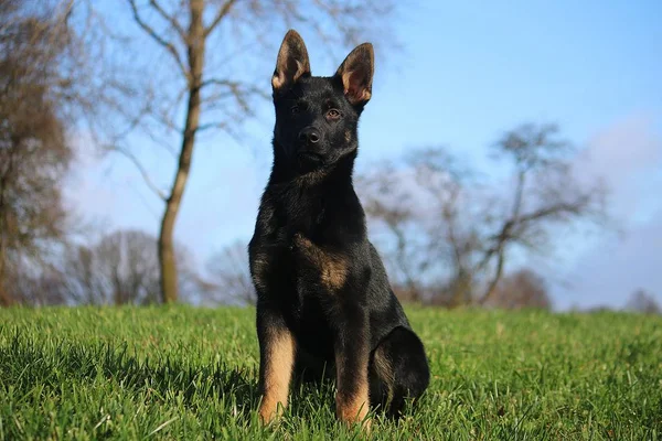 Beautiful Small Black German Shepherd Sitting Field Sunshine — Stock Photo, Image