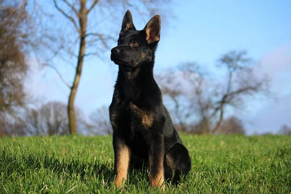 Beautiful Small Black German Shepherd Sitting Field Sunshine — Stock Photo, Image