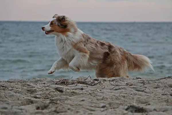 Vackra Australian Shepherd Körs Stranden Tidigt Morgonen — Stockfoto