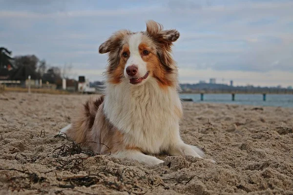 Vackra Australian Shepherd Liggande Sanden Stranden — Stockfoto