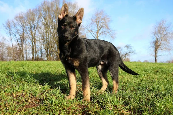 Beautiful Small Black German Shepherd Standing Park — Stock Photo, Image