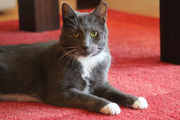 Mooie Grijze Kat Liggend Woonkamer Een Rode Loper Zoek Naar — Stockfoto