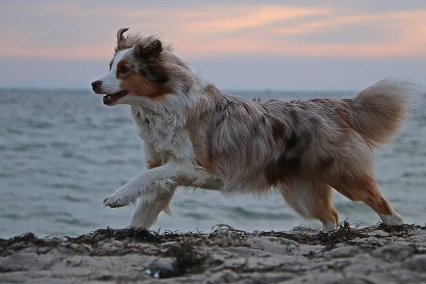 beautiful australian shepherd is running at the beach early in the morning