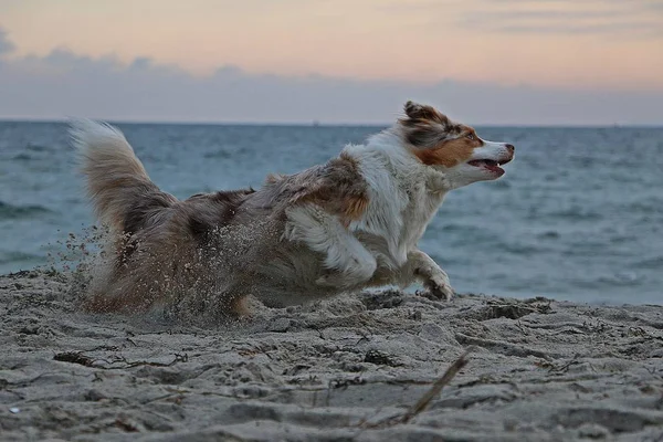 Vackra Australian Shepherd Körs Stranden Tidigt Morgonen — Stockfoto