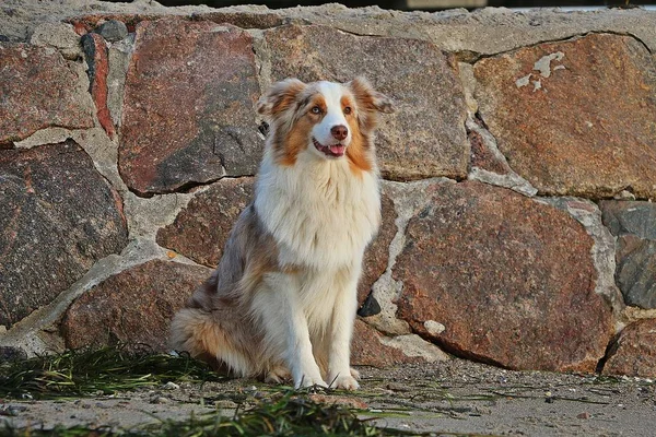beautiful australian shepherd is sitting in front of a stony wall in the sand at the beach