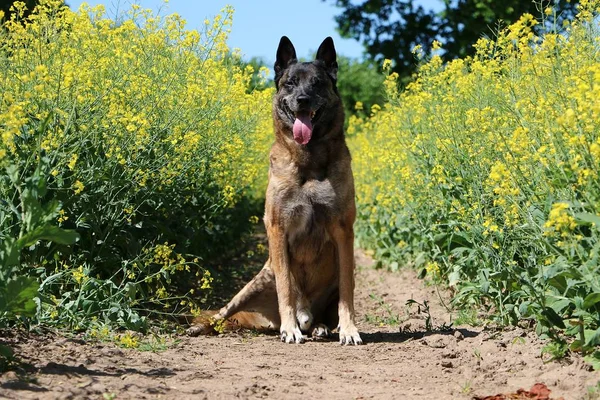 Belgian Shepherd Sitting Rape Seed Field Sunshine — Stock Photo, Image