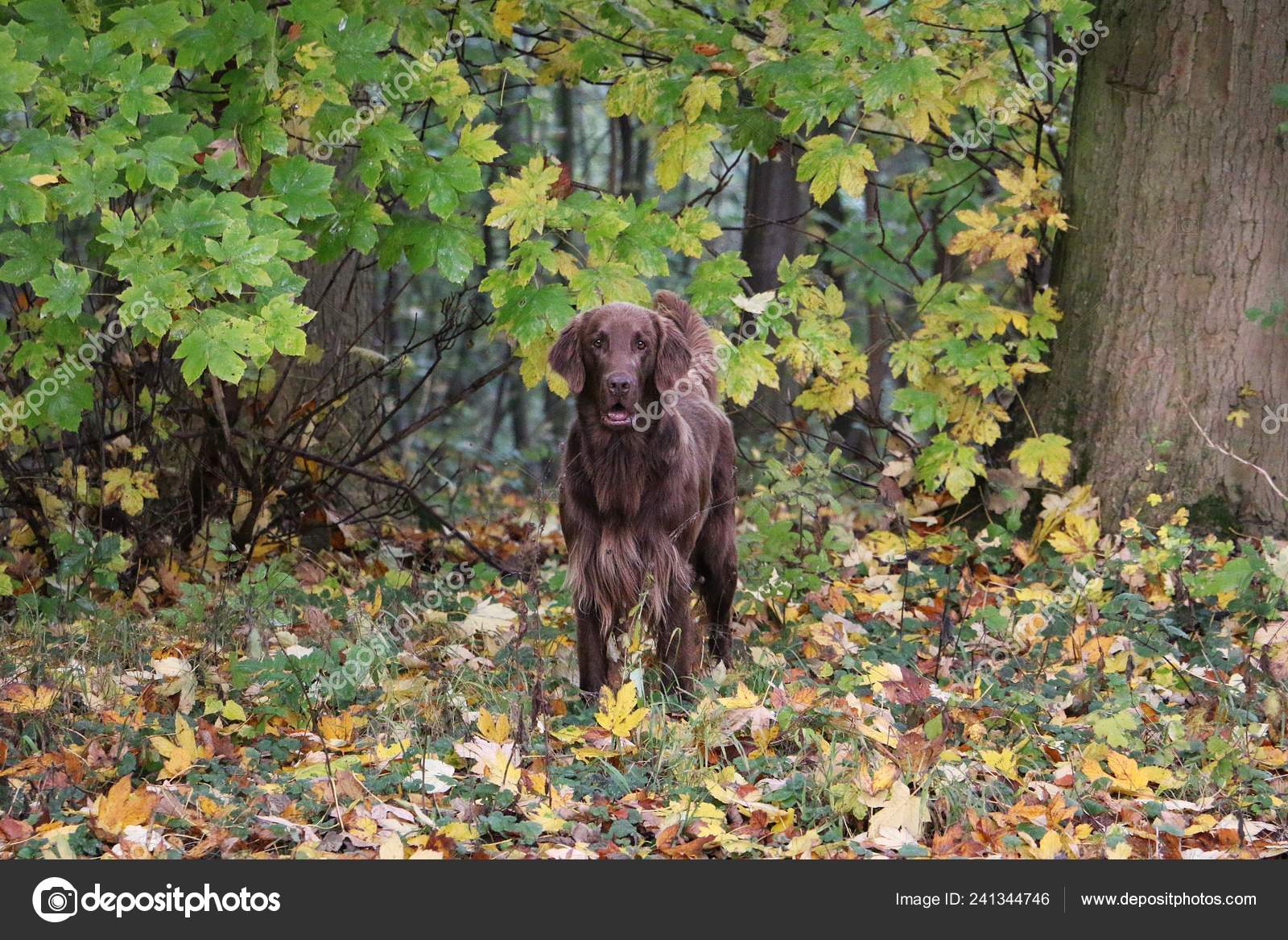 Brown Flat Coated Retriever Standing Colorful Autumn Forest Stock Photo C Biancagrueneberg 241344746