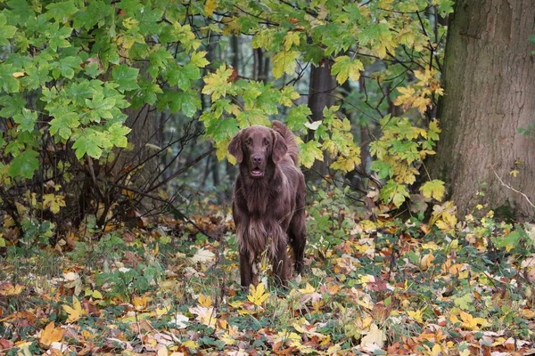 Braune Flache Retriever Steht Bunten Herbstwald — Stockfoto