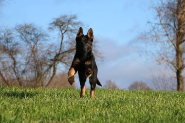 güzel küçük siyah Alman çoban bahçede güneşli bir günde çalışıyor