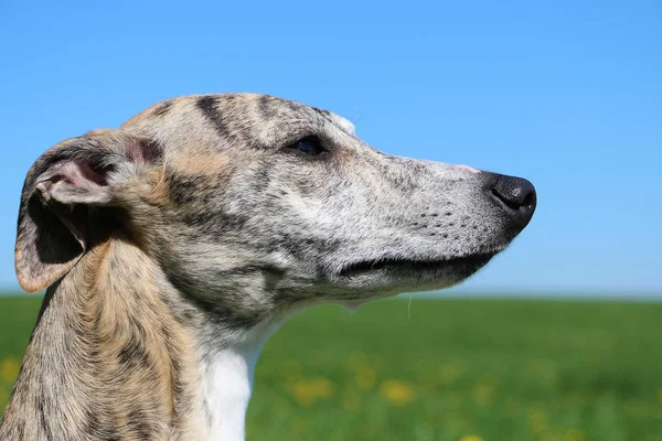 Whippet Piękny Portret Głowa — Zdjęcie stockowe