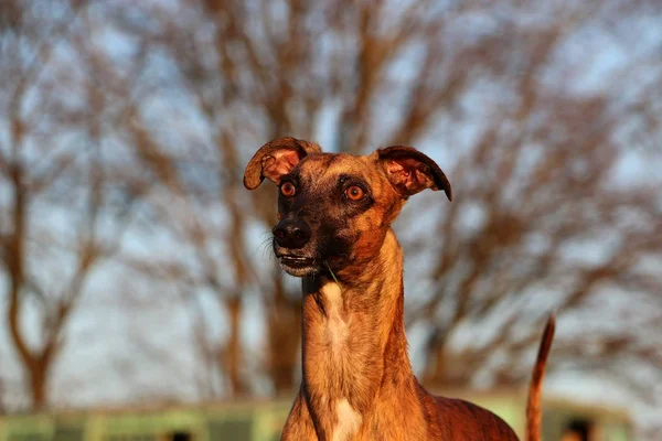 Whippet Piękny Portret Głowa — Zdjęcie stockowe