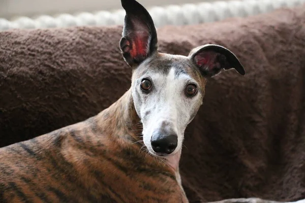 Hermoso Retrato Cabeza Whippet —  Fotos de Stock