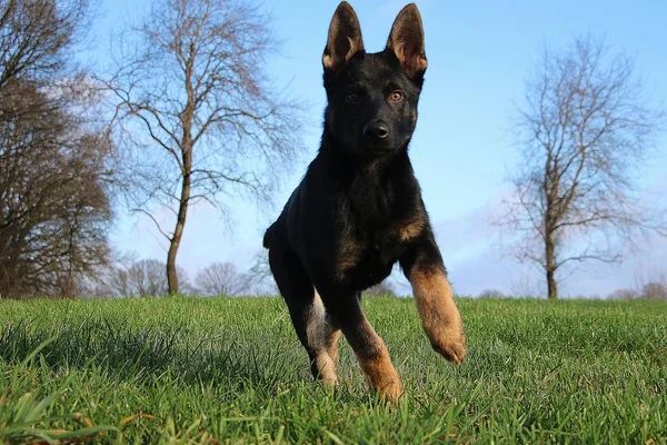 Beau Petit Berger Allemand Noir Est Cours Exécution Dans Jardin — Photo