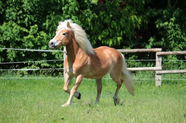 Güzel haflinger atı gün ışığında çayırda koşuyor.