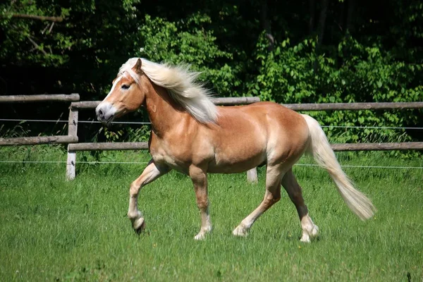 Belo Cavalo Haflinger Está Correndo Cais Sol — Fotografia de Stock