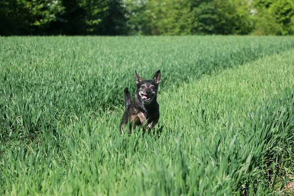 Pequeño Perro Mixto Está Corriendo Campo Maíz Sol — Foto de Stock