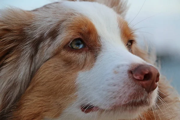 Extrem Närbild Från Australian Shepherd Huvud Stranden — Stockfoto