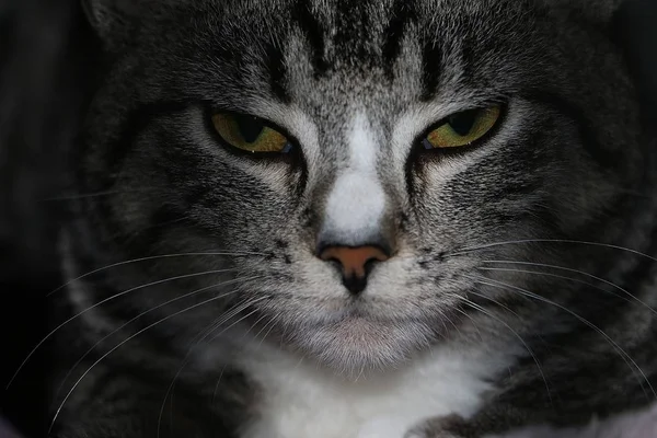 Kot Oczy Extreme Blisko Się Szary Kot Jest Patrząc Kamery — Zdjęcie stockowe