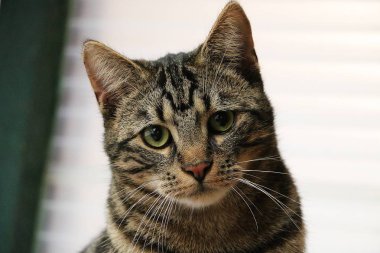 oturma odasında güzel brindle kedi baş portre