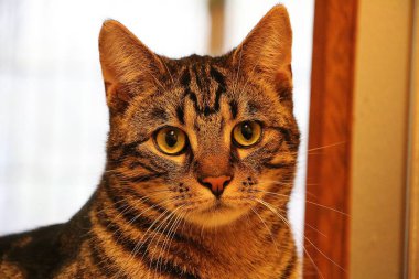 oturma odasında güzel brindle kedi baş portre