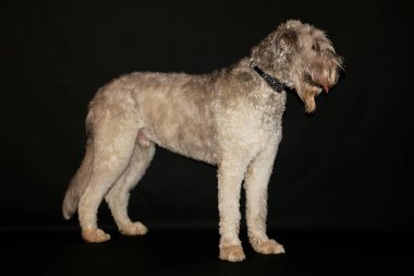 güzel büyük İrlandalı wolfhound karanlık stüdyoda duruyor