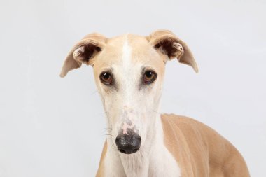 güzel galgo baş portre beyaz stüdyo yakın çekim