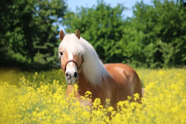 Bellissimo Cavallo Haflinger Piedi Campo Semi Colza — Foto Stock