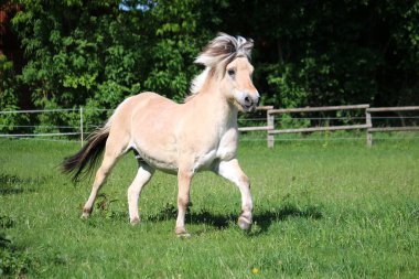 güzel fiyort at üzerinde bir padok güneş koşuyor