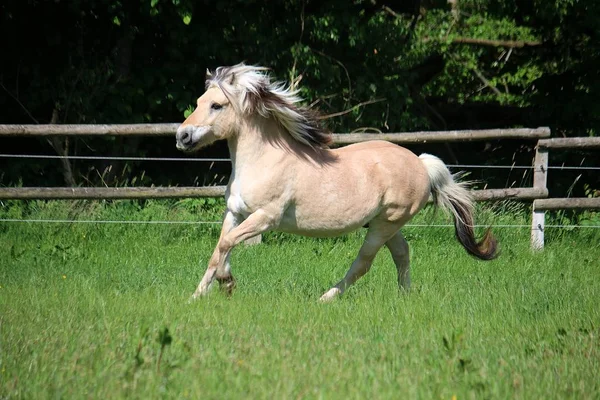 Beautiful Fjord Horse Running Paddock Sunshine — Stock Photo, Image