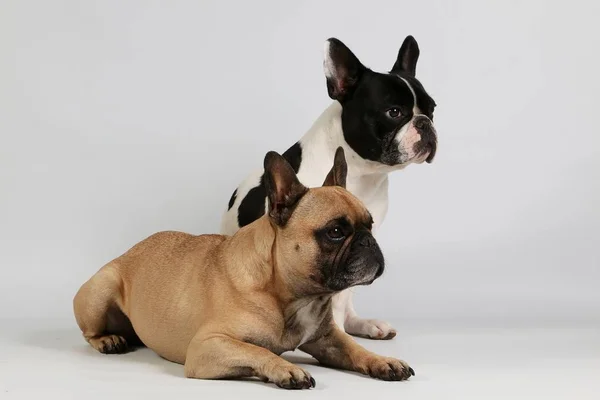 Stock image two french bulldogs in the white studio one french bulldog is sitting behind a lying bulldog and they are lookiing to the side