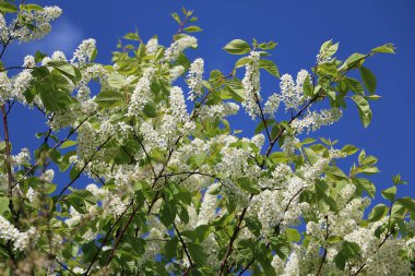 güzel beyaz leylak ağacı içinde belgili tanımlık geçmiş mavi gökyüzü ile