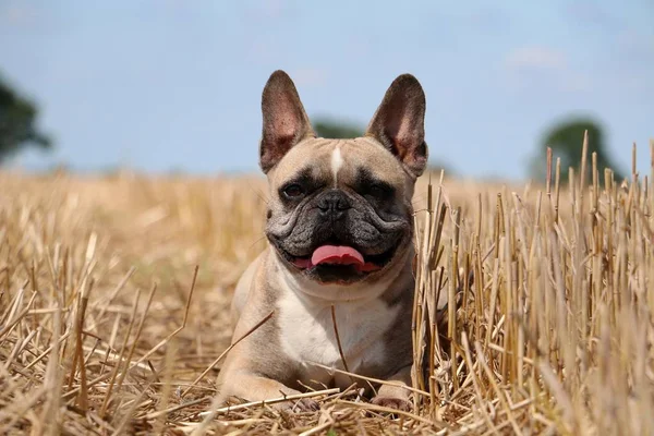 Marrón Bulldog Francés Está Acostado Campo Rastrojos Día Soleado — Foto de Stock