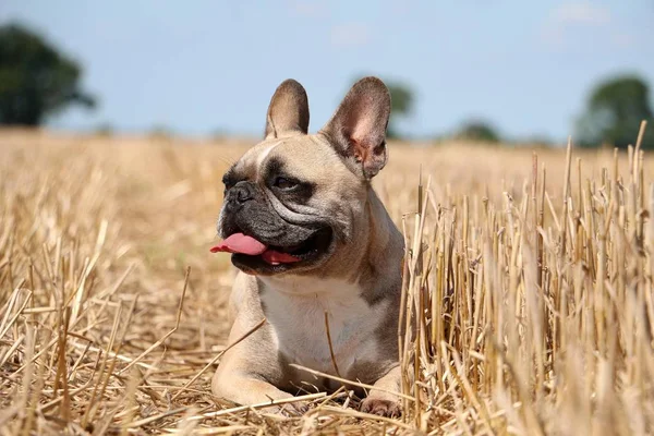 Marrón Bulldog Francés Está Acostado Campo Rastrojos Día Soleado — Foto de Stock