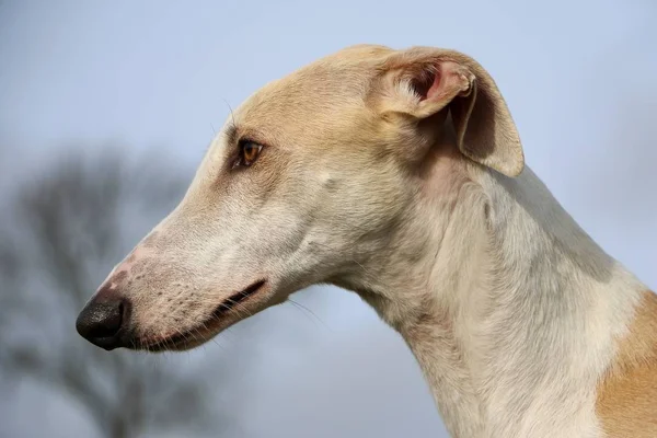 Bonito Greyhound Cabeça Retrato — Fotografia de Stock