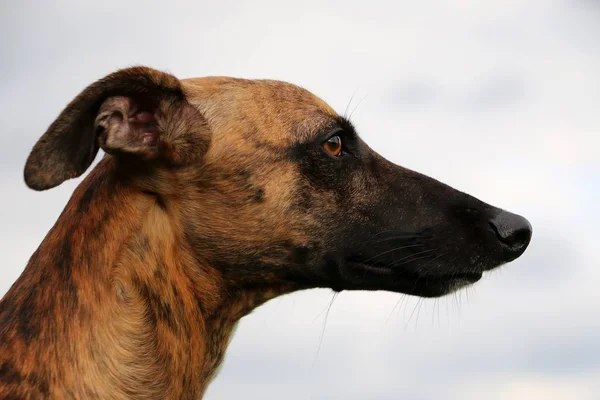 Whippet Piękny Portret Głowa — Zdjęcie stockowe