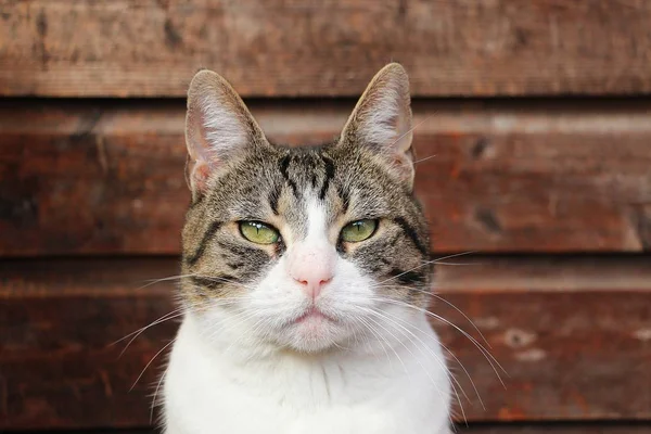 Hermoso Gato Cabeza Retrato Con Fondo Madera — Foto de Stock