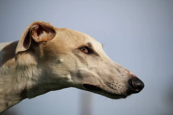 Galgo Piękny Portret Głowy Ogrodzie — Zdjęcie stockowe