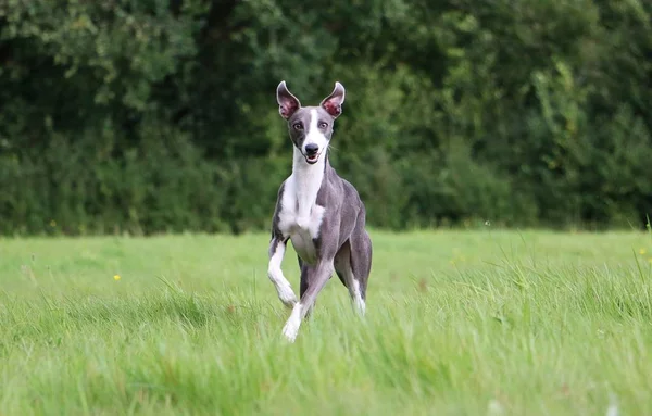 Hermosa Whippet Está Corriendo Parque —  Fotos de Stock