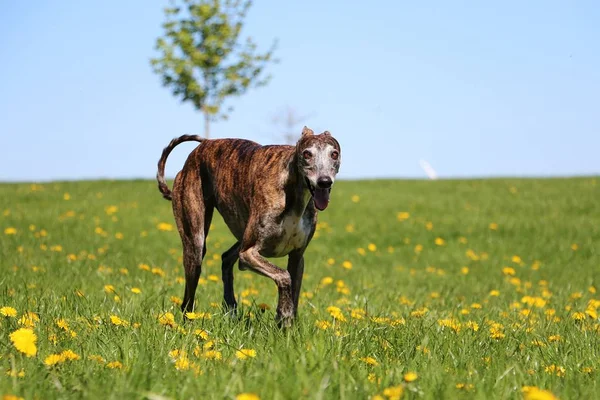 Hermoso Galgo Está Caminando Jardín Lleno Dientes León — Foto de Stock