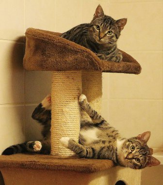 iki güzel kedi a tırmalamak posta yalan söylüyorsun