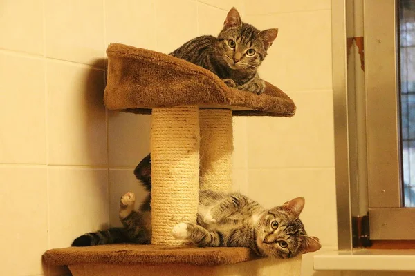 Dvě Krásné Kočky Jsou Leží Poškrábání Post — Stock fotografie