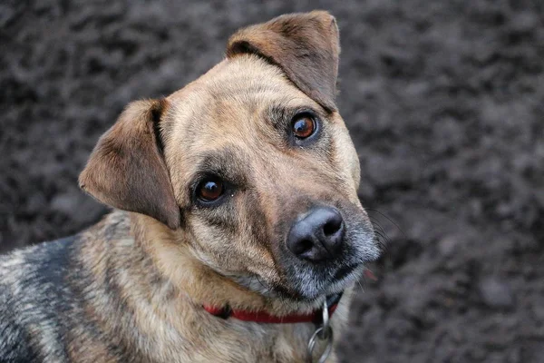 Güzel Karışık Çoban Köpeği Bahçede Duran Kameraya Bakarak — Stok fotoğraf