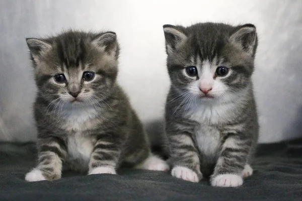 Dva Malé Krásné Šedé Kotě Sedí Spolu Šedý Koberec — Stock fotografie