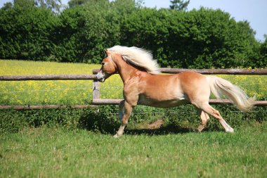 güzel haflinger at üzerinde bir padok güneş koşuyor