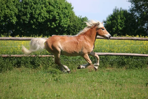 Schönes Haflinger Pferd Läuft Auf Einer Koppel Der Sonne — Stockfoto