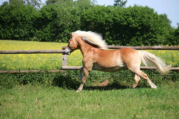 Mooie Haflinger Paard Wordt Uitgevoerd Een Paddock Zon — Stockfoto
