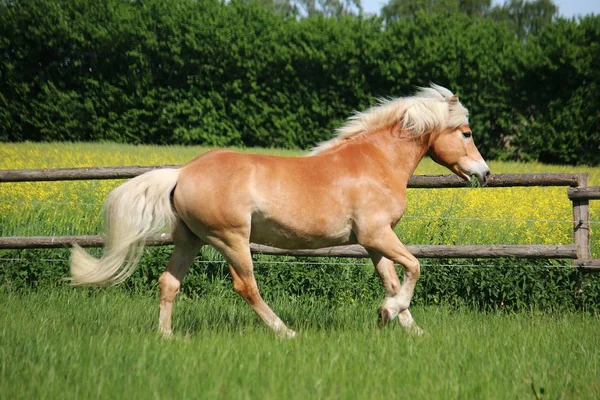 Haflinger Piękny Koń Biegnie Padoku Słońcu — Zdjęcie stockowe